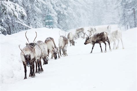 Nature & Wildlife winter break Sweden - www.thegreentrails.com