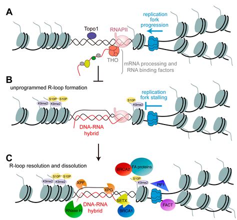 Genes Free Full Text The Role Of Replication Associated Repair