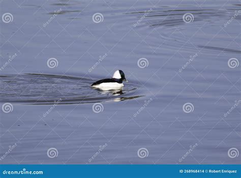 A Bufflehead Duck In The Water Swimming Stock Photo Image Of Park