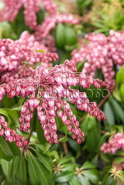 Images Pieris Images Of Plants And Gardens Botanikfoto