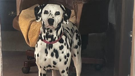 Fundraiser by Chandler Wheeling : I need a very expensive medication