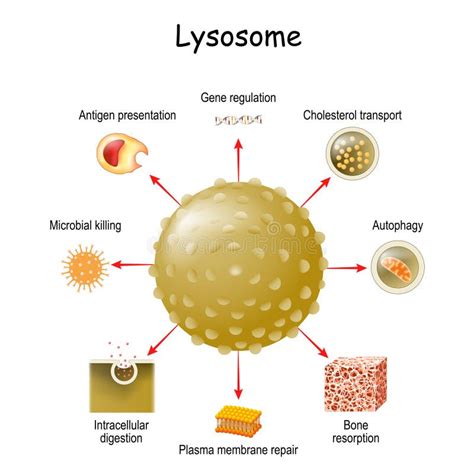 Hydrolytic Enzymes Stock Illustrations – 21 Hydrolytic Enzymes Stock Illustrations, Vectors ...