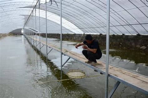 南美对虾养殖技术淡水怎么调水 运富春