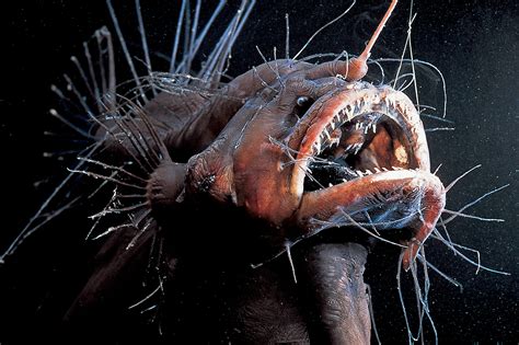 Deep Sea Anglerfish Size Chart: A Visual Reference of Charts | Chart Master