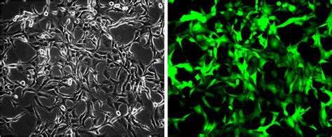 Gfp Hela Stable Cell Line