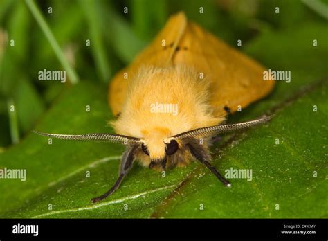 Male Buff Ermine Spilosoma Luteum Moth Stock Photo Alamy