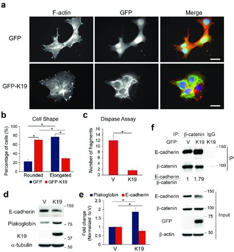 K Re Expression Rescues Defects Associated With Krt Ko Cells A