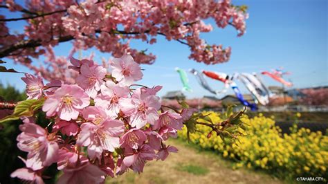 【愛知】河津桜の名所12選！ひと足早くお花見を楽しもう Tabemaro（たべまろ）