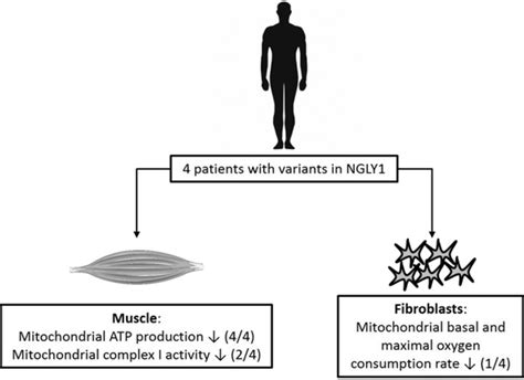 Variants In Ngly1 Lead To Intellectual Disability Myoclonus Epilepsy