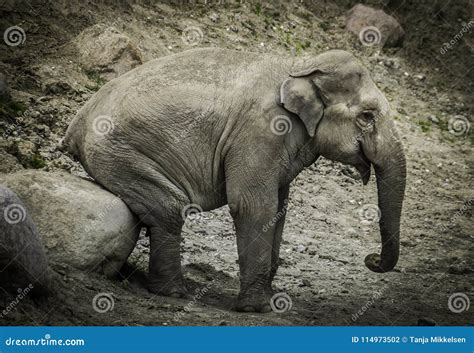 Elephant Sitting Stock Photo Image Of Elephant Stone 114973502
