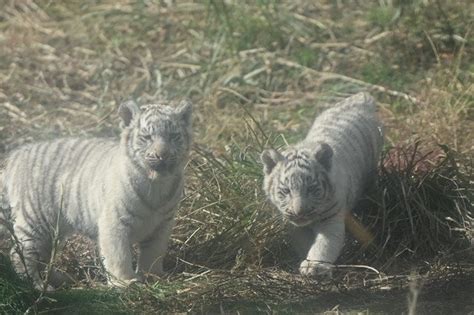 伊豆アニマルキングダム～ホワイトタイガーの三つ子の赤ちゃん～ 写真に恋して