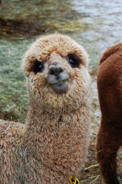 As 25 Melhores Ideias De Pics Of Llamas No Pinterest Baby Alpaca