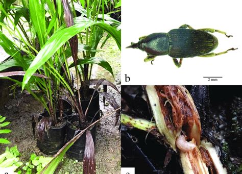 Damages Of Species Nr Related R Obscurus On Oil Palm Ramet A