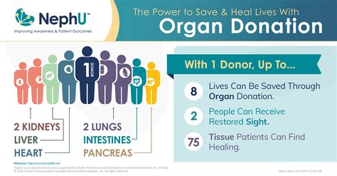 Infographic Organ Donation Nephu