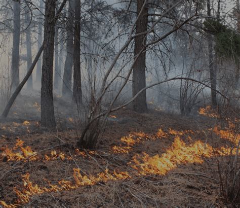 Benefits Of Prescribed Fire Cultural Burning And Prescribed Fire