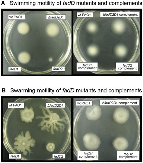 Altered Swimming And Swarming Motility Of P Aeruginosa Fadd Mutants