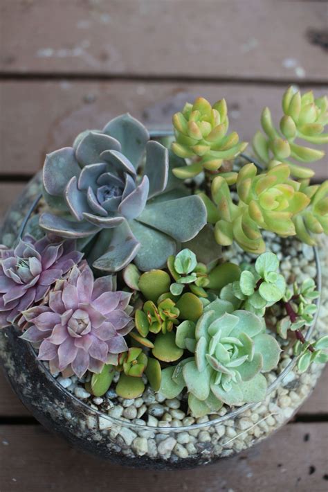 Succulents In A Shallow Glass Bowl Plants In Glass Bowl Succulents In Glass Plant In Glass