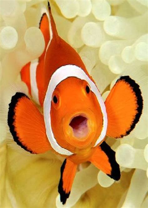 Pin By Sheri Schneider On Under The Sea Clown Fish Colorful Fish