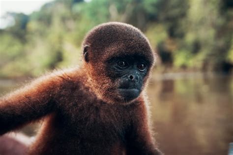 Premium Photo Close Up Portrait Of Monkey Looking Away