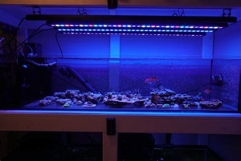 Best Reef Aquarium Led Lighting Photos Gallery Orphek