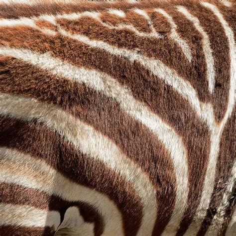 Genuine Zebra Skin At Gary Cadwell Blog