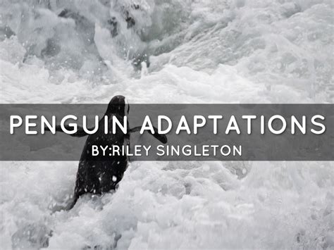 Penguin Adaptations by Kyle Evans