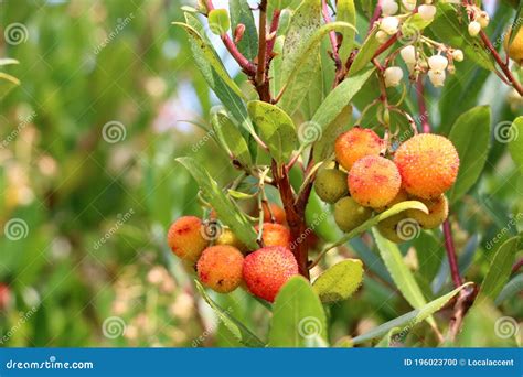 Beautiful Round Red And Yellow Fruit On A Manzanita Tree Northern