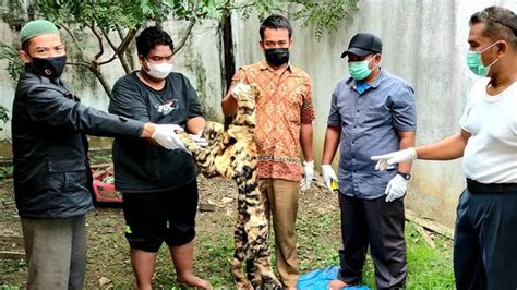 Jual Kulit Harimau Rp Juta Per Lembar Orang Di Aceh Jadi