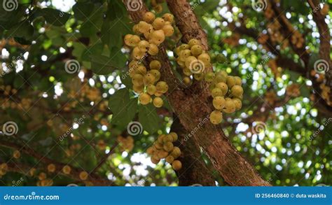 A Collection of Menteng Fruit on the Tree Stock Photo - Image of green, produce: 256460840