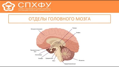 Отделы головного мозга - YouTube