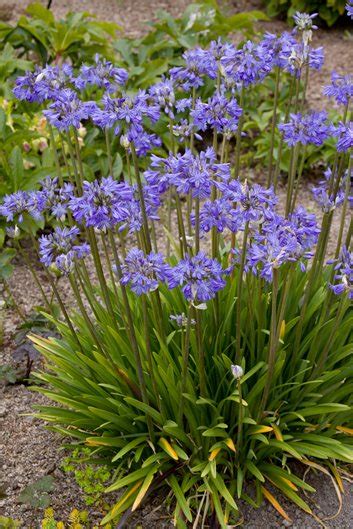 Agapanthus Dwarf Peter Pan - Plants for Spaces