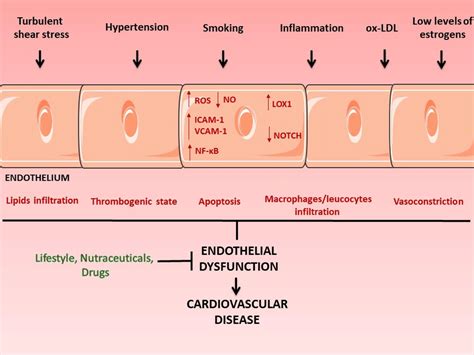 Endothelial Dysfunction And Cardiovascular Diseases CVDs Damage To