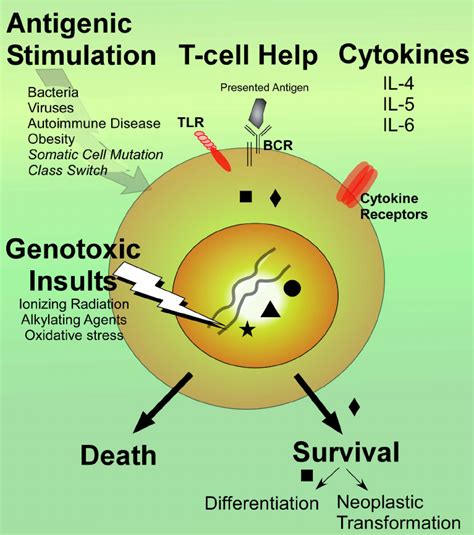 Environmental And Genetic Influences On Fate Of A Naive Mature B Cell