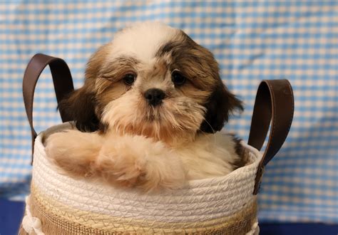 Shih Tzu Éleveur de chiens Houssin Kuurne Chiots à vendre plus de