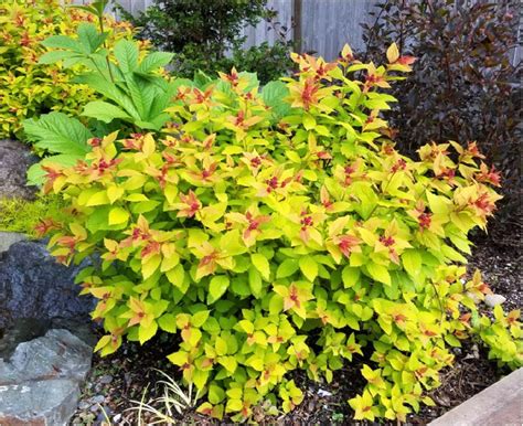 Landscaping With Magic Carpet Spirea Blog Arbor Valley Nursery