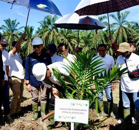 PTPN IV PalmCo Cetak Rekor Tanam Ulang Tercepat Nasional Kantor