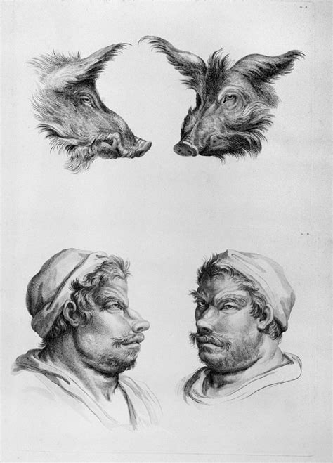 Similarities Between The Head Of A Boar And A Man From Livre De