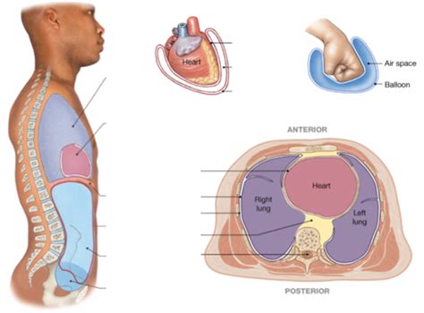 Ventral Thoracic Abdominopelvic Cavity Diagram Quizlet