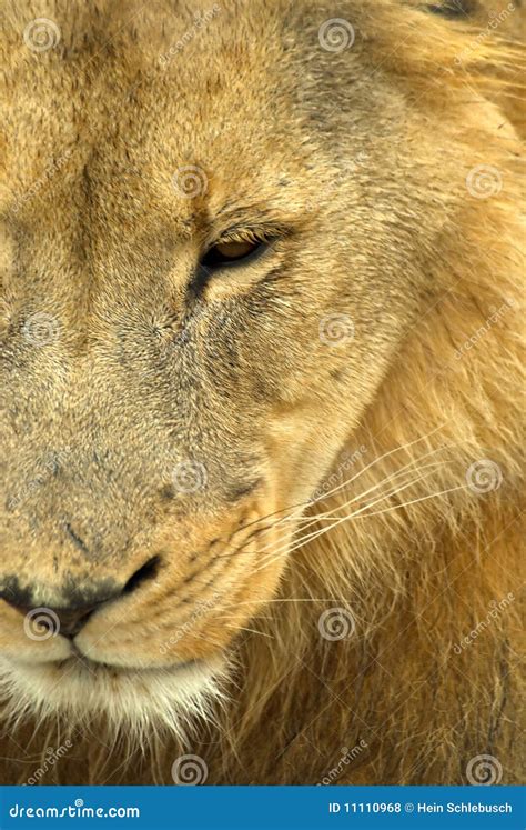 Sad Male Lion Stock Photo Image Of Blue Exotic Environment 11110968