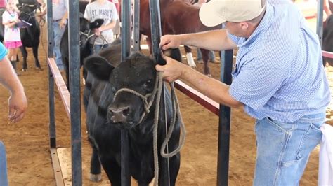 Tattoo Application In Cattle Youtube