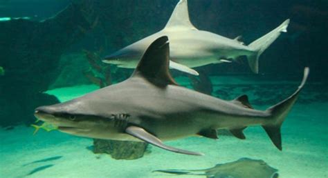 Entradas Para Zoo Aquarium De Madrid Madrid
