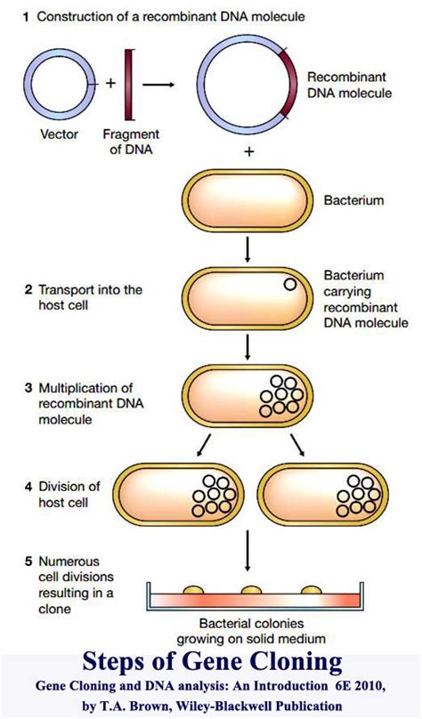 Recombinant DNA Technology PPTs Biotech MCQ