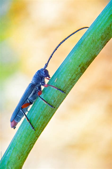 Strange Insect With Antennae By Stocksy Contributor Acalu Studio