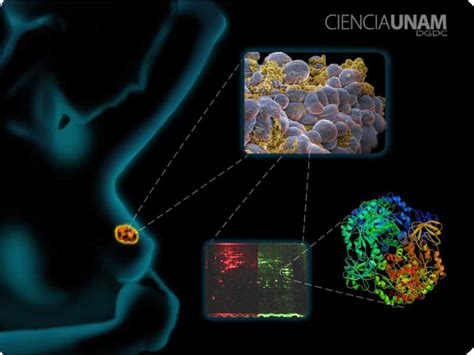 Biomarcadores para detectar cáncer de mama Ciencia UNAM