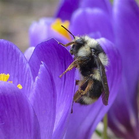 Imagen Gratis Polen Macro Abejorro Naturaleza Abeja Flor