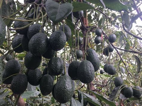 Buscan posicionar cultivo de aguacate Hass Méndez