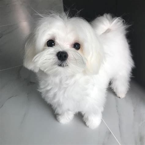 Maltese Puppies For Sale in Orlando, FL | Adorable Male and Female ...