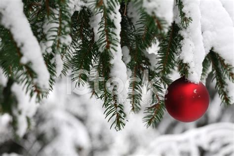 Christmas Ornament On Snowy Pine Tree Stock Photo Royalty Free