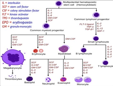 Wbc Morphology Flashcards Quizlet