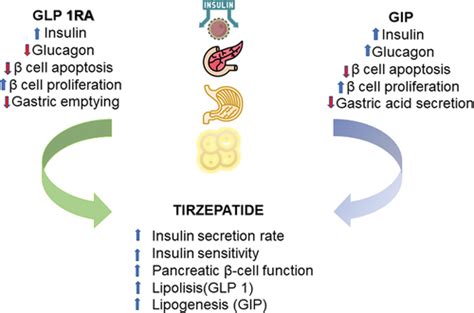 Full Article Tirzepatide And Glucagon Like Peptide 1 Receptor Agonists